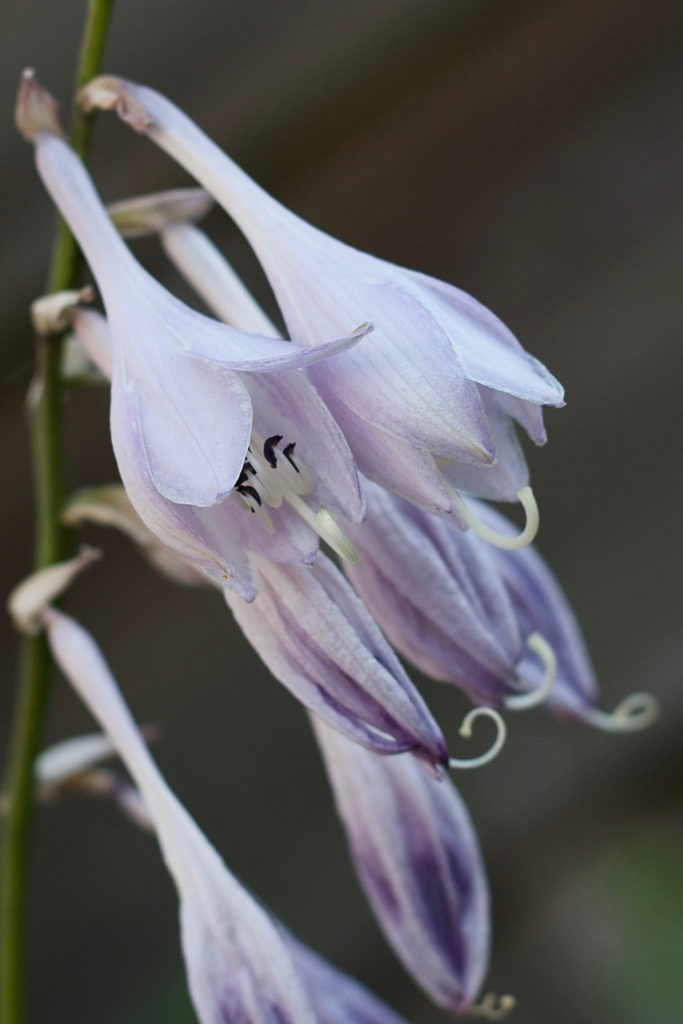 Funkienblüte