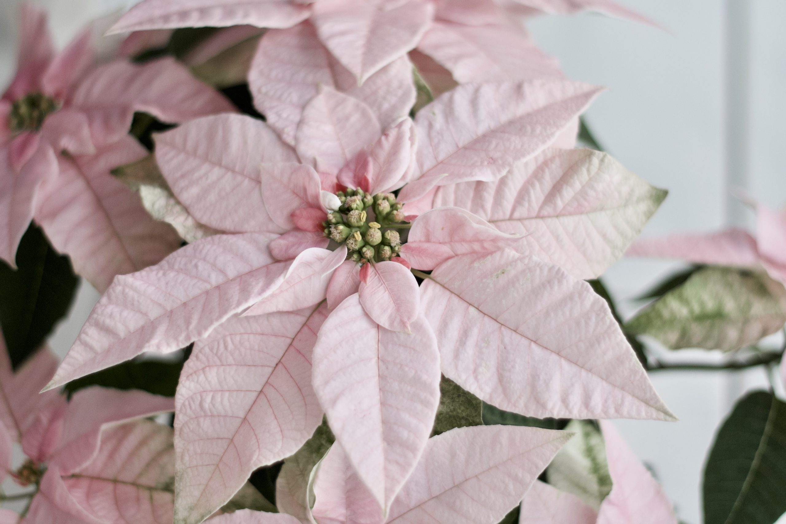 Rosa Weihnachtsstern - Euphorbia pulcherrima - Landkindleben