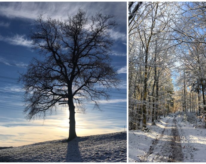 Gartenarbeit im Februar