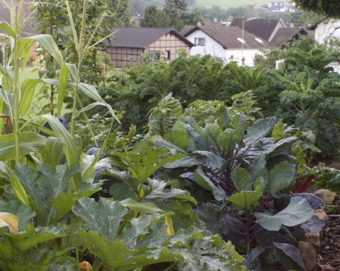 Gemüsegarten Mischkultur