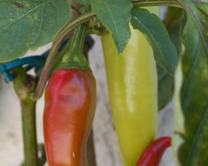 Paprika im Kübel