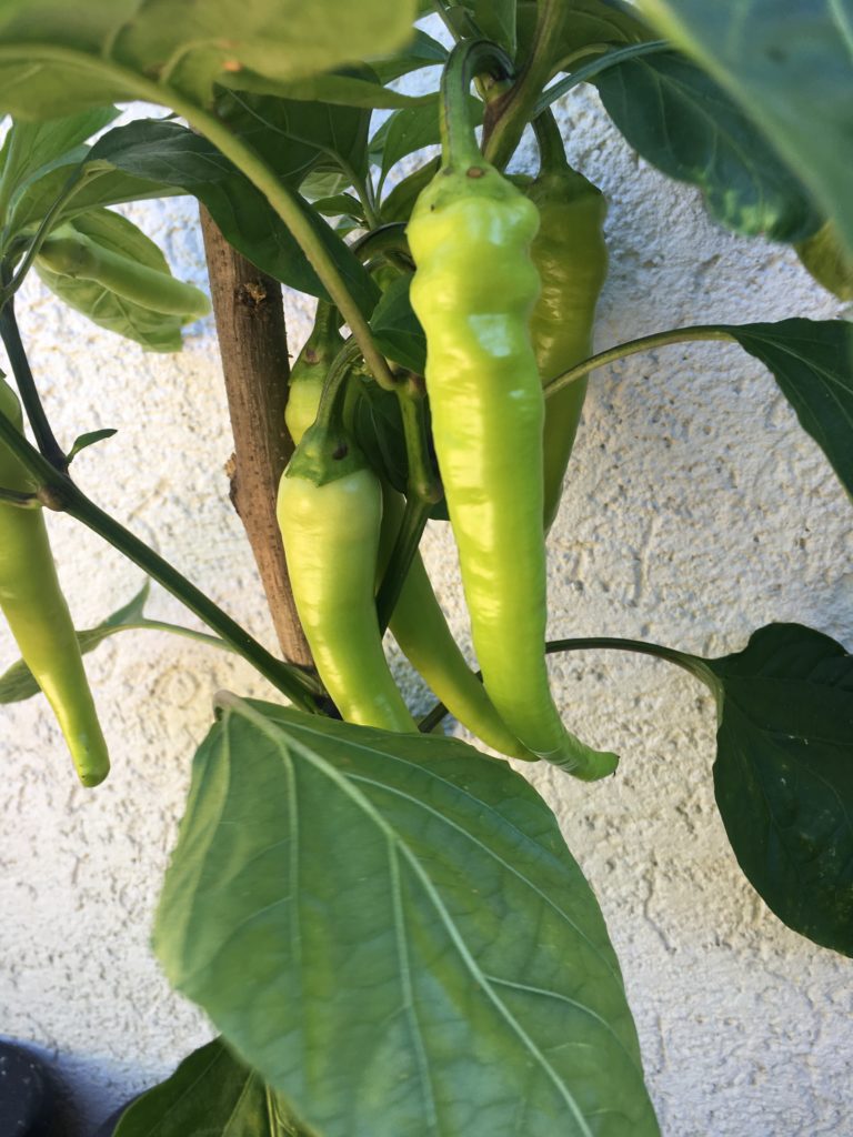 Paprika im Kübel